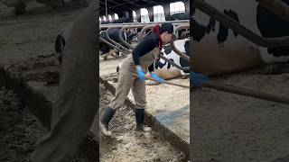 Cleaning she'd|Cow care|cow's life| #cow #dairyfarming #farming #farmlife #ladyworkout #shorts #farm