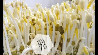 How to grow Green bean sprouts at home-Trồng giá đỗ tại nhà rất đơn giản | HNAG79 #26