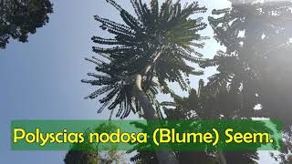 Polyscias nodosa Blume Seem,  Potential for Wood Industry and Pregnancy Inhibitor Herbal Plant