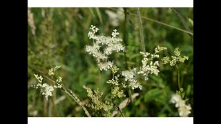 Reina de los prados (Filipendula ulmaria)