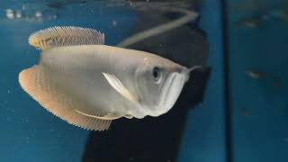 arowana karmienie