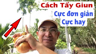 Cách Tẩy Giun Cực đơn giản Cực Hiệu quả. PHAN HẢI Vlog