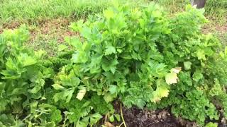 How to create a glass of Fresh celery juice in under 1 minute!!!