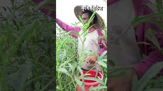 ঢেঁড়স চাষাবাদ অনেক লাভজনক - Lady finger Farming in bangladesh -Krishi Bicitro- কৃষি বিচিত্র #shorts