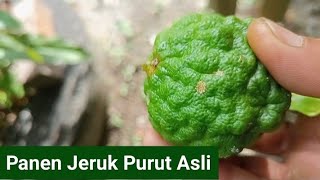 Kebun Jeruk Purut  Di Desa