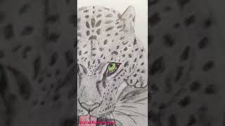 #leopard #drawing #art #easydrawings #wildanimaldrawings #tiger #artist #uk #ukplaces #zoo #cheetah