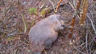 Beaver Trapping in Newfoundland & Labrador 2016