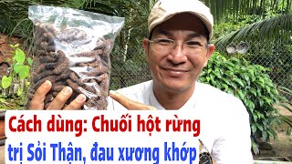 Cách dùng Chuối Hột Rừng trị Sỏi Thận và Đau nhức xương khớp hiệu quả. PHAN HẢI Vlog