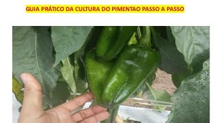 GUIA DA CULTURA DO PIMENTÃO (PRAGAS, DEFENSIVOS,ADUBAÇÃO E OUTROS)