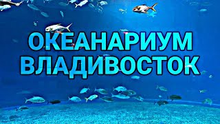 Посетили Океанариум Владивостока. Дальний восток. Газон Некст