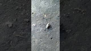 Ants vs Beetle_horror sound#shorts .