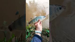 Piau flamengo do Rio Atibaia - pescaria de barranco🎣 🌽🌽🌽