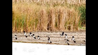 Kiebitz e im Flug     (Vanellus vanellus) _ Vogelbeobachtung