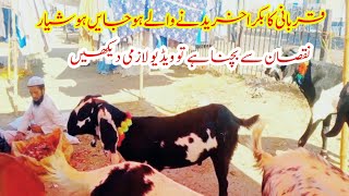 How to buy Qurbani Bakra from mandi|Fraud on mandi|gondal mandi latest update |Badwal Desi vlog|