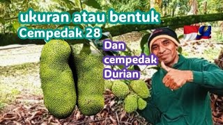 Ukuran atau bentuk buah cempedak Durian dan cemerlang 28.