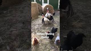 Turkey Mating Dance - JD gets rejected!