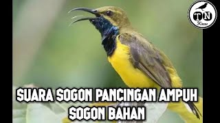 Suara sogon pancingan ampuh sogok ontong bahan ombyokan #sogon #sogokontonggacordor