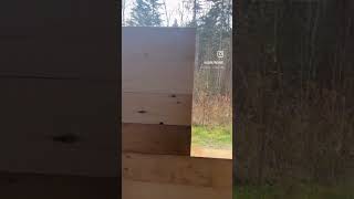 Progress of the off grid cabin build #offgrid #logcabin #northernmaine #building