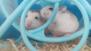 Roborovski Hamster Playing in a Wheel #cute #hamsters