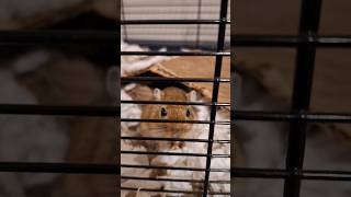 Name reveal for the other gerbil... They are identical twins!!!! #gerbil #gerbils #cute