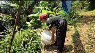 Melihat aktivitas siibu tak habis akal cara ini sangat ampuh untuk membuat pisang jadi matang