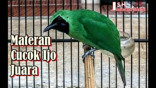 MASTERAN BURUNG CUCAK IJO JUARA