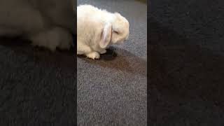 Rabbit Bella playing