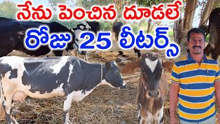 నాణ్యమైన దూడలను పెంచుతున్న Rajareddy dairy farm @MalleshAdla