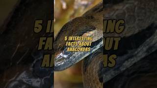 5 Interesting Facts About Anacondas