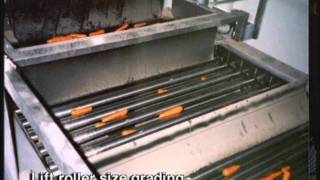 Tong Carrot Packhouse System