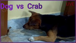 corgi dog (Hunter) vs crab