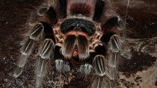 Tarantula Feeding Video 088 - Acanthoscurria chacoana