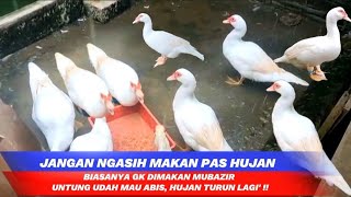 KARNA HUJAN BADAI KONDISI KANDANG ENTOKJUMBO‼️ HUJAN DARI PAGI SAMPAI PAGI LAGI  #entokjumbo