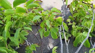 tree branch in the middle road  look watch what the drivers did  #Jamaican vlog 💯🇯🇲