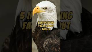 5 Interesting Facts About Eagles