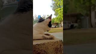 cute cat mano 😍 | cat #pets