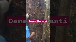 HASIL HUTAN NON KAYU DAMAR MERANTI