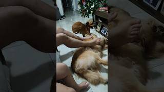 Minha Cachorrinha é CIUMENTA