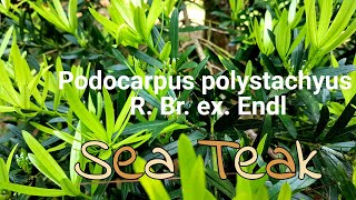 Podocarpus polystachyus R.Br. ex Endl. alias Sea Teak or Kayu Keramat