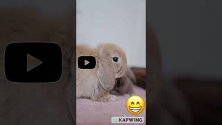 Cute Rabbit  #shorrts #viral #shortsfeed