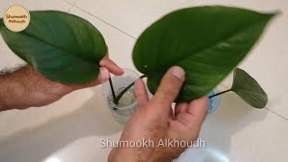 استنساخ النباتات من ورقة اي نبات |ضاعف نباتاتك ببلاش Grow Plant from Single Leaf