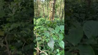 Coffee & Tree Plantations - Chikmanglaru Karnataka