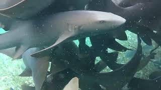 Shark Alley in Caye Caulker Belize