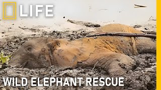 Heartwarming moments of saving injured wild elephants | Animal rescue compilation