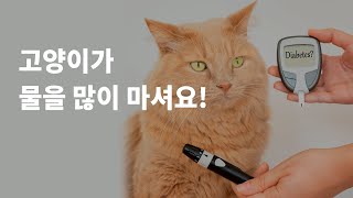 고양이가 물을 많이 마셔요! 혹시 당뇨의 증상일까요?