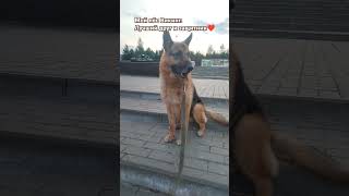 Прогулка в Парке Героев #пёс #shorts #топ #Викинг #овчарка #собака #dog #рек #круто #история #mydog