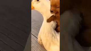 animal amazing friendship #viralvideo #viral #trendingshorts #youtubeshorts