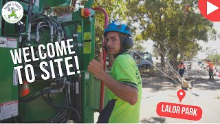 Welcome To Site - Lalor Park - Shane's Trees