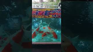 ikan koi lepas karantina siap kirim Banyuwangi #kohakudoitsu #ikanhias