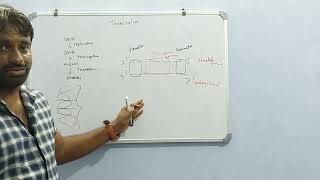 Transcription basis- transcriptional unit